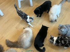 -有喵·猫咖·狗咖·30几只猫10只小狗(岗厦店)