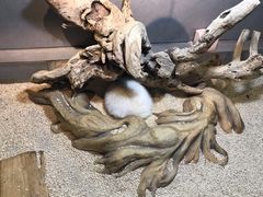 -昆明大悦城未来动物城(螺蛳湾中心店)