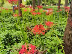 -新虹桥中心花园