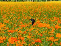 -花溪公园
