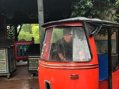 -奥兰多迪士尼动物王国乐园