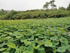 -溱湖国家湿地公园