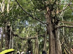 -中国科学院西双版纳热带植物园