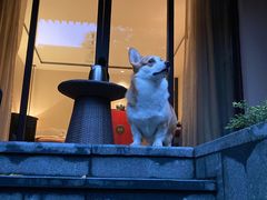 -上海崇明金茂凯悦酒店