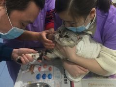 -伟伟宠物医院·CT影像中心·瑞派犬猫综合性门诊(汉口总院)