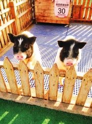 -萌宠亲子动物乐园(槐房万达店)