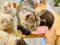 -楼上猫咖(罗湖店)