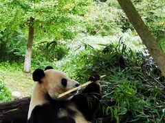 -都江堰中华大熊猫苑