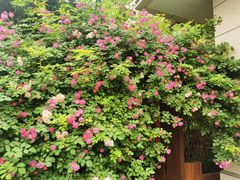 -谷咖啡·鲜花绿植花园餐厅