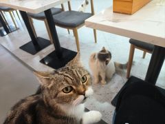-喵园·猫主题咖啡厅·撸猫·猫咖(国贸店)