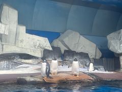 -海合安武汉极地海洋公园