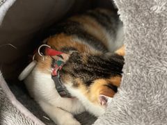 -Again Coffee Roaster(香蜜湖店)