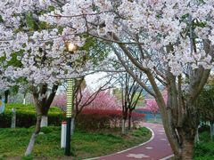 -高东镇樱花园