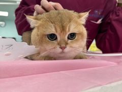 -北京观赏动物医院·24小时大型综合·猫专科·异宠专科