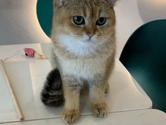 -飞行喵MR PILOT|猫舍·猫咖(静安大融城店)