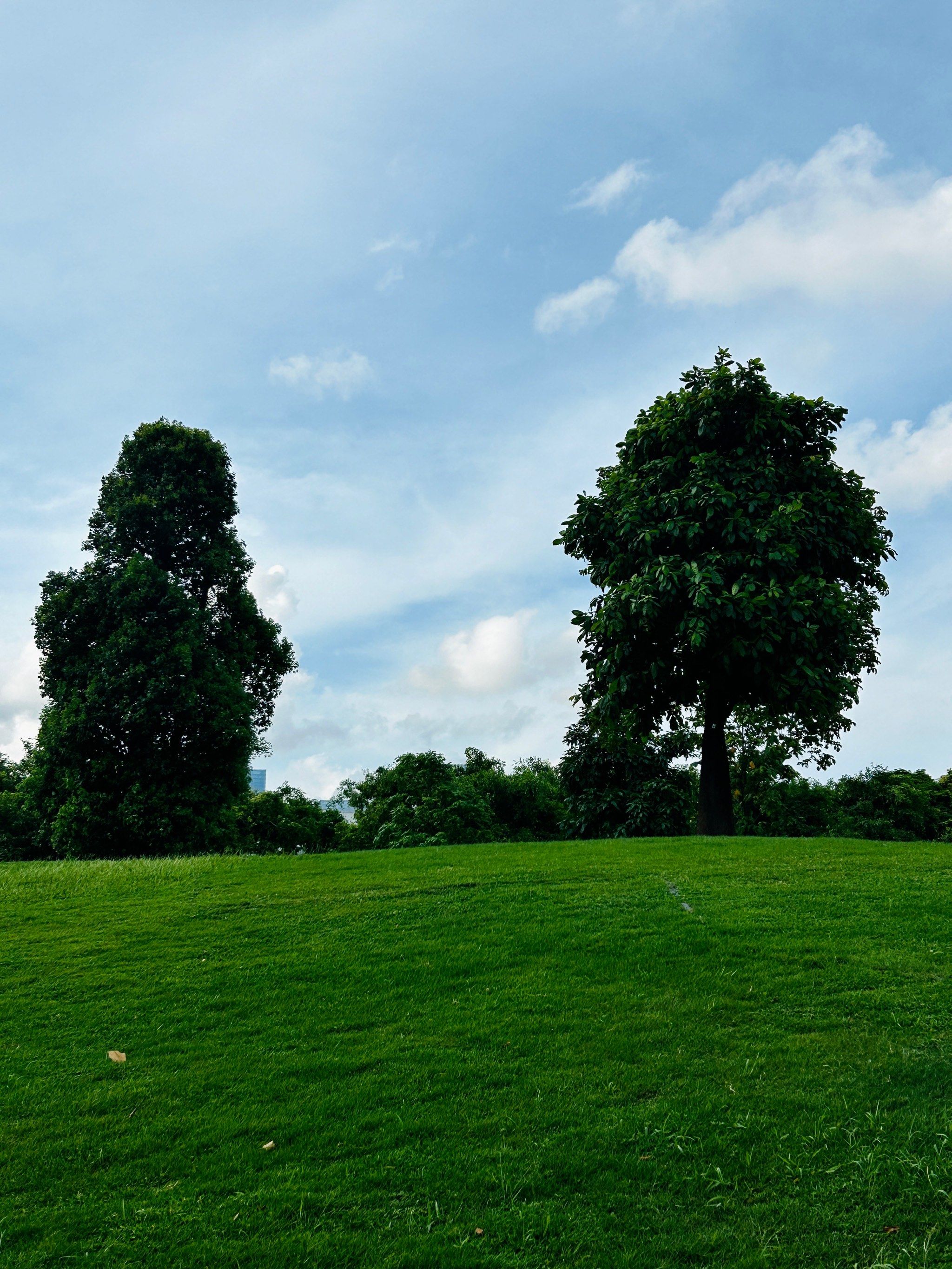 人才公园的绿草坪和98树[礼花][礼花]