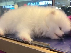 -乐宠宠物店(世纪金源店)