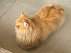 -藏猫猫咖啡主题馆(中央大道店)