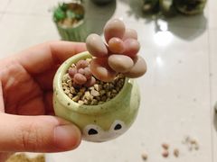 -中环花鸟鱼虫市场