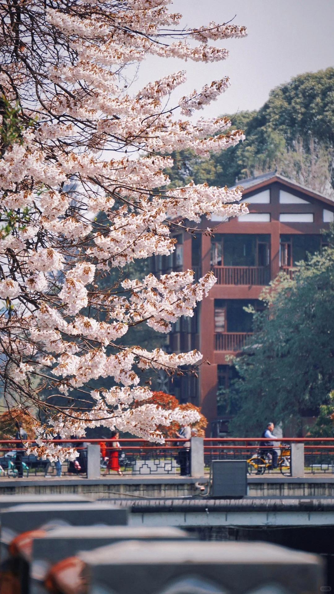 红星桥泡桐花图片