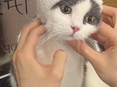 -车接车送·寄养洗护·德文猫舍(大宁店)