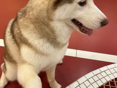 -和它·交个朋友·狗咖猫咖(爱琴海店)