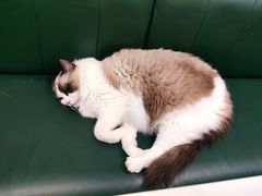-安格丽娜·狗咖·猫咖羊驼咖(春熙路百盛商场店)