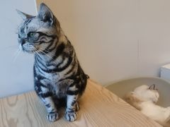 -有喵·猫咖·狗咖·40+猫狗有小奶狗(岗厦店)