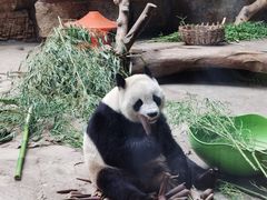 -石家庄市动物园