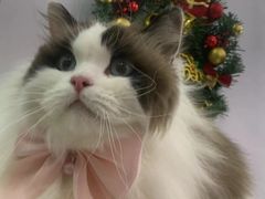 -爱洗澡的猫(望京店)