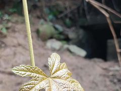 -黄埔油麻山森林公园