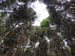 -山王坪喀斯特国家生态公园