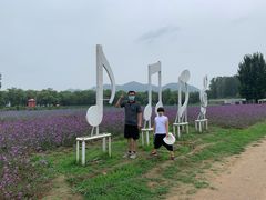 -北京东方普罗旺斯薰衣草庄园
