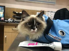 -瑞派名望24h动物医院异宠专科·猫专科·骨科·重症监护分院