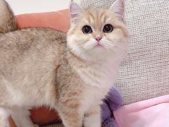-猫大福·Fortune Cat猫舍(百子湾店)