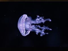 -欢乐海岸海洋奇梦馆