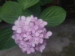 -宫廷糕点铺