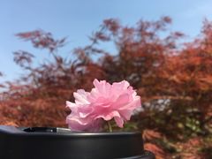 -嘉定紫藤园