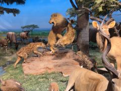 -国家自然博物馆