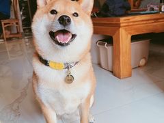 -宠颐生中康贝怡动物医院