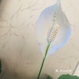 好好生活 好好爱自己！ 疫情宅家枯燥无味 装点生活点