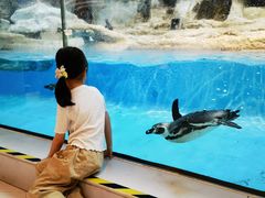 -帝企鹅自助餐厅•儿童岛•真企鹅(长隆企鹅酒店)