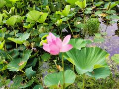 -东南大学(九龙湖校区)