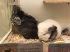 -龙猫仔乐园(惠福东路店)