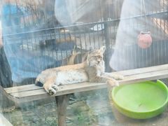 -青藏高原野生动物园