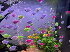 -青石桥花鸟鱼虫市场(叠翠城店)