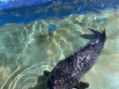 -太平洋海底世界