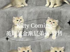 -小猫来了·猫舍(红山六九七九店)