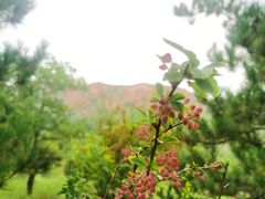 -红山国家森林公园