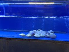 -白仁仔· 活烤海鲜 宵夜(豫园店)